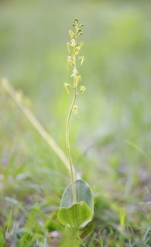 Orchidee Venete 2026 - 6