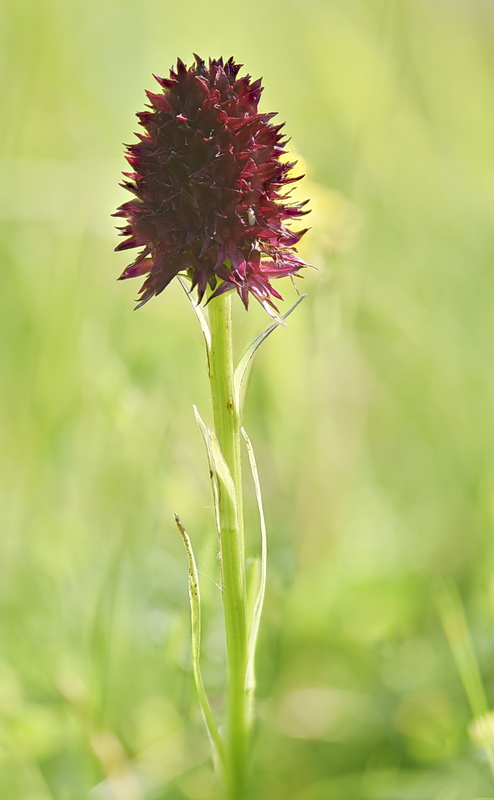 Orchidee Venete 2026 - 7