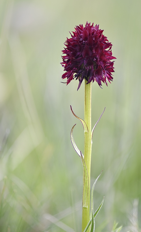 Orchidee Venete 2026 - 7