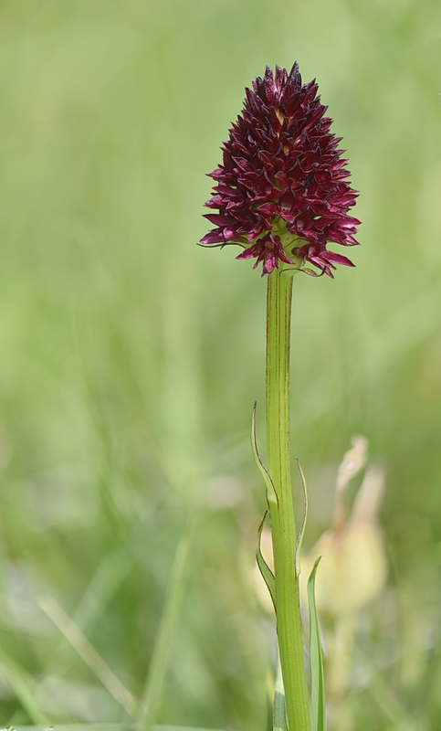 Orchidee Venete 2026 - 7