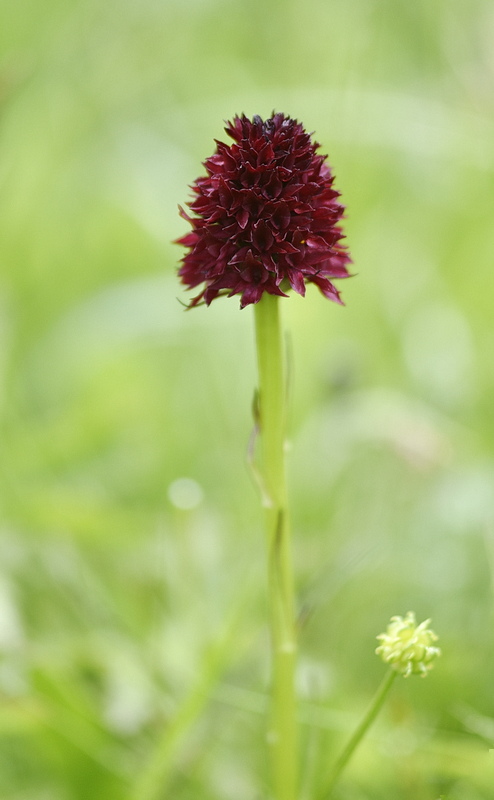 Orchidee Venete 2026 - 7