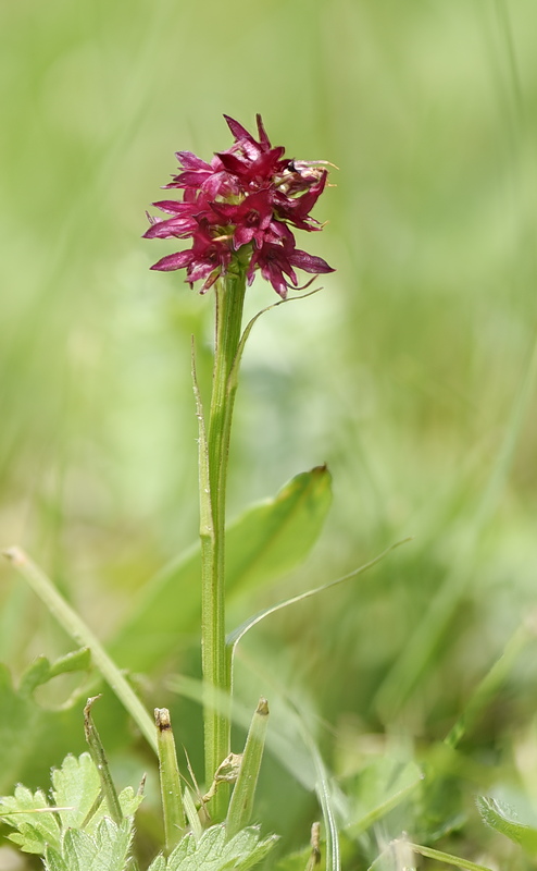 Orchidee Venete 2026 - 7