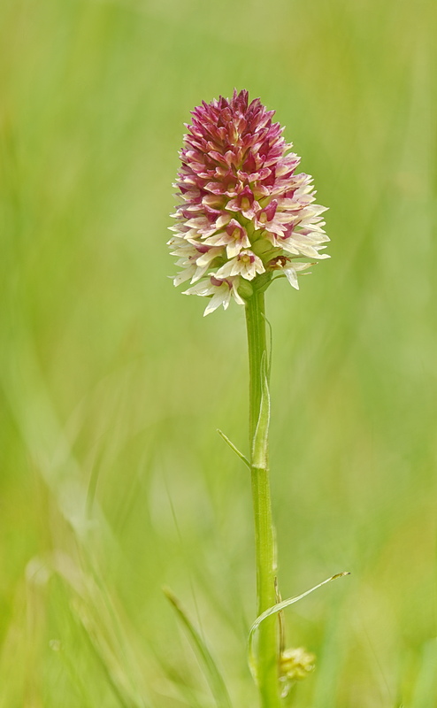 Orchidee Venete 2026 - 7
