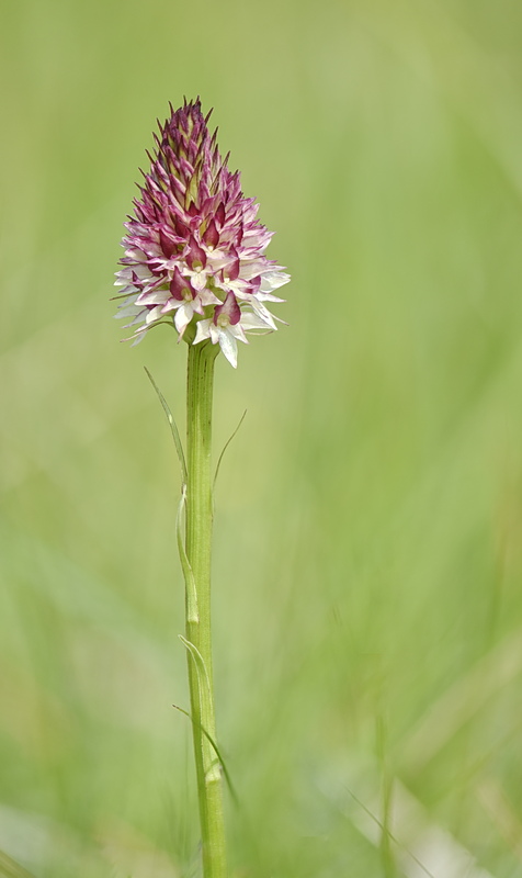 Orchidee Venete 2026 - 7
