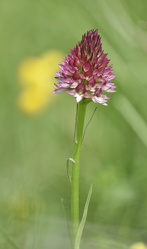 Orchidee Venete 2026 - 7