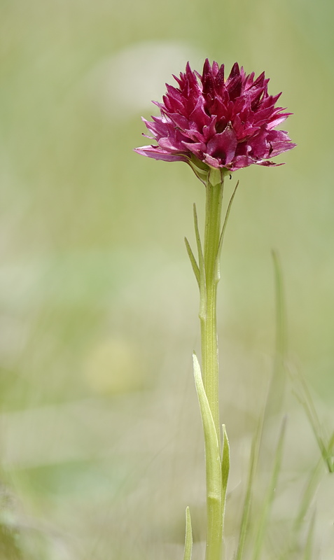 Orchidee Venete 2026 - 7