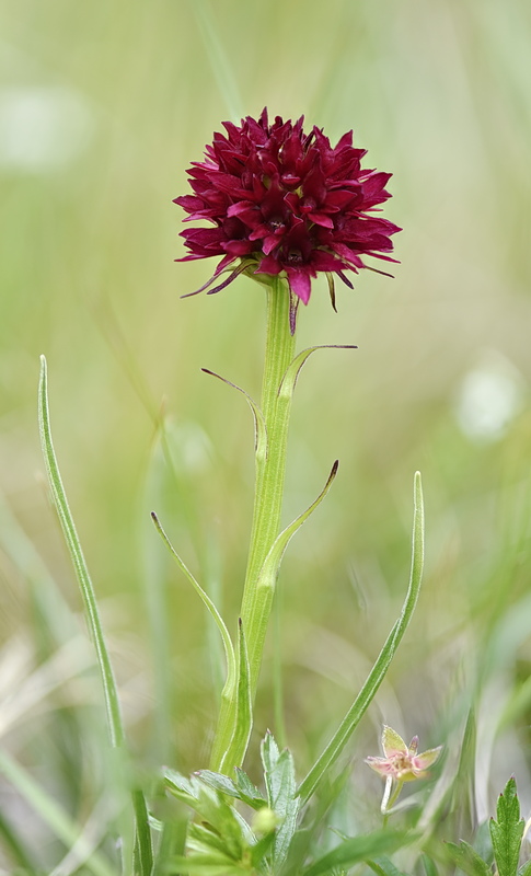 Orchidee Venete 2026 - 7