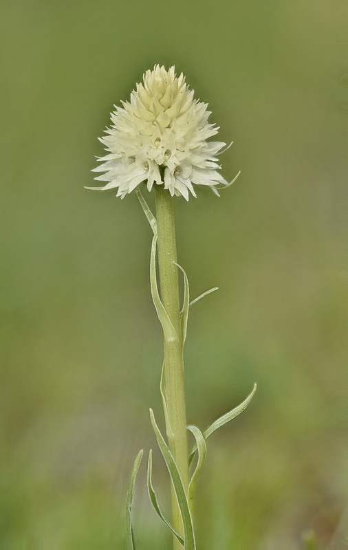 Orchidee Venete 2026 - 7