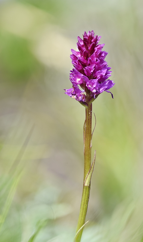 Orchidee Venete 2026 - 7