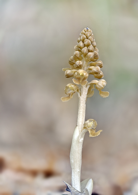 Orchidee Venete 2026 - 6
