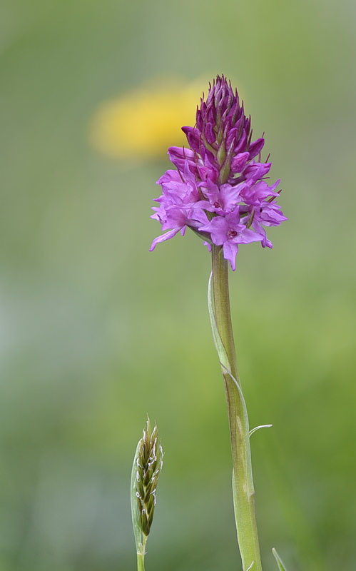 Orchidee Venete 2026 - 7