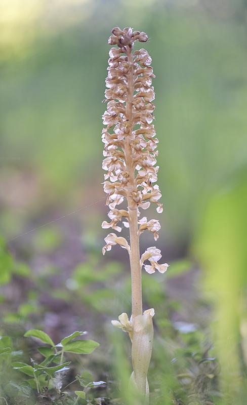 Orchidee Venete 2026 - 6