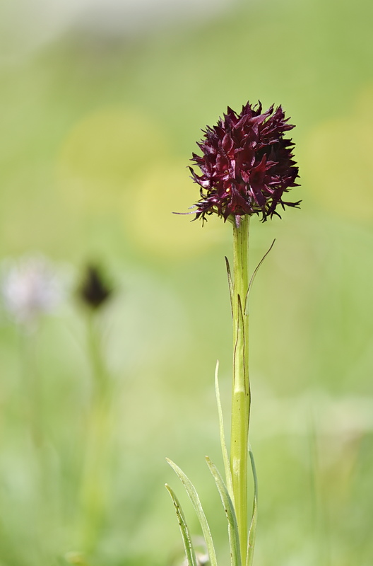 Orchidee Venete 2026 - 7