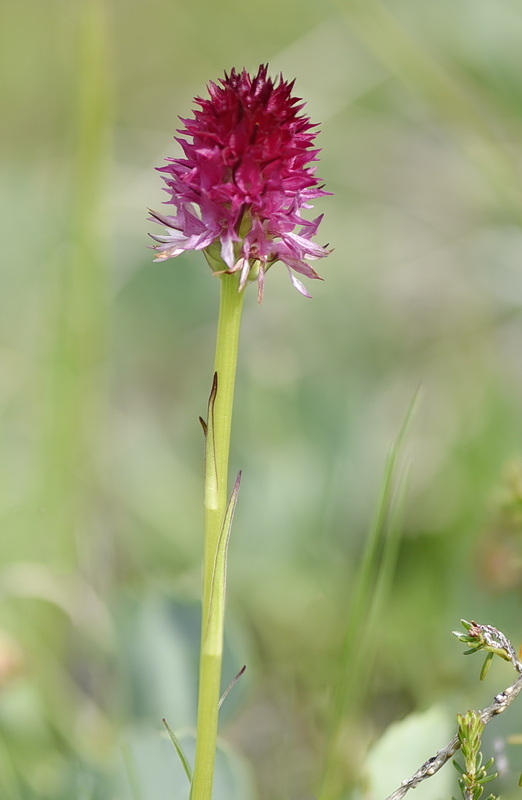 Orchidee Venete 2026 - 7