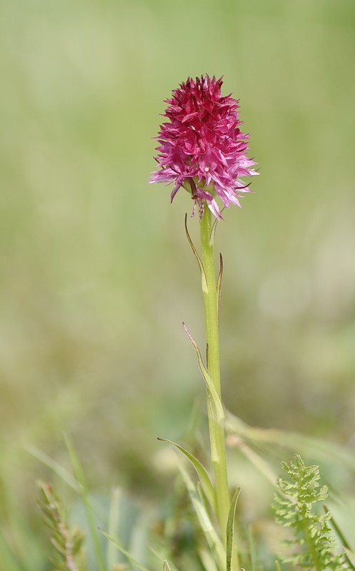 Orchidee Venete 2026 - 7