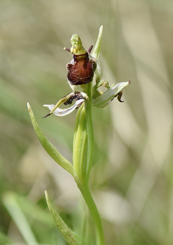 Orchidee Venete 2026 - 8