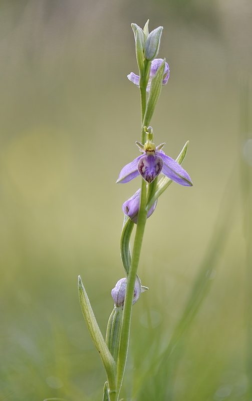 Orchidee Venete 2026 - 8