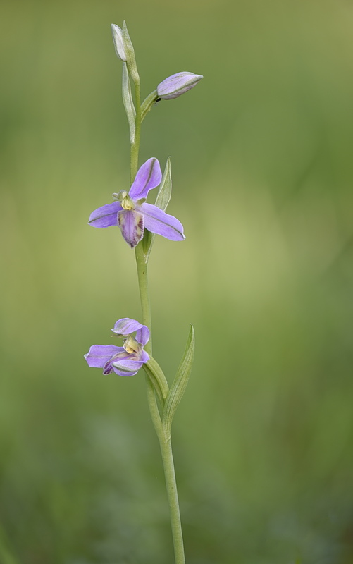 Orchidee Venete 2026 - 8