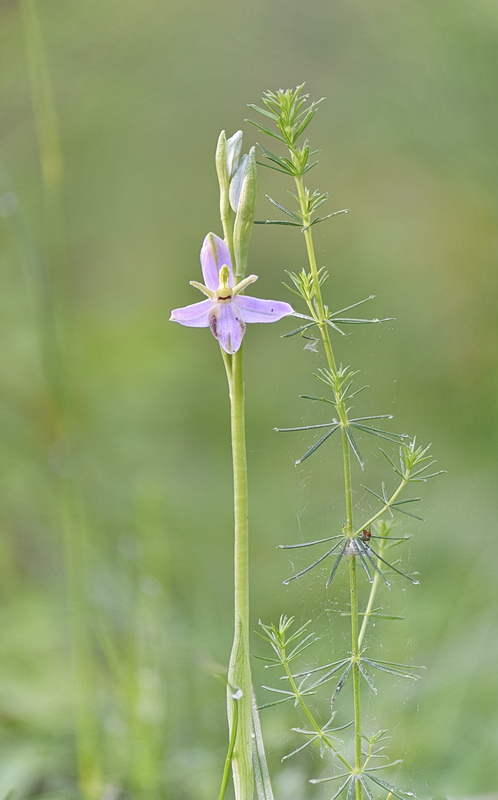 Orchidee Venete 2026 - 8
