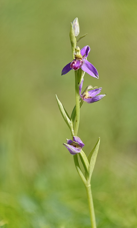 Orchidee Venete 2026 - 8