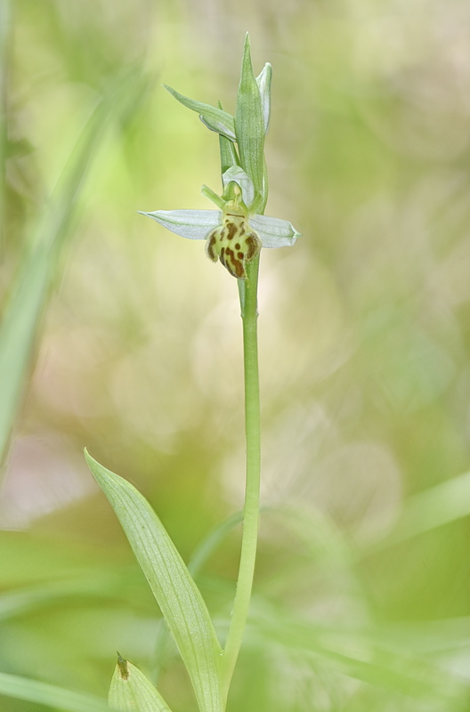 Orchidee Venete 2026 - 8
