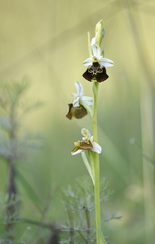 Orchidee Venete 2026 - 8
