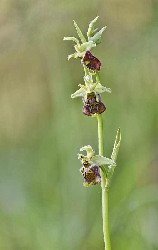 Orchidee Venete 2026 - 8