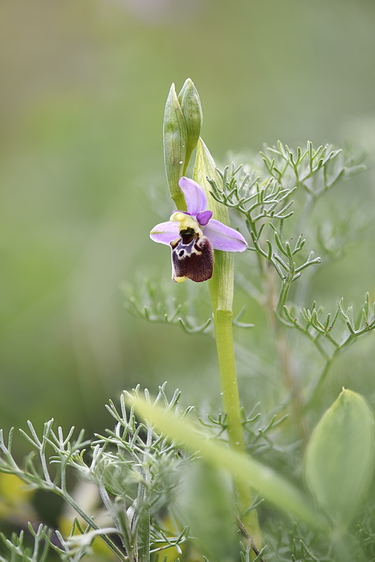 Orchidee Venete 2026 - 8