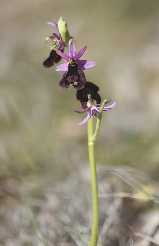 Orchidee Venete 2026 - 9