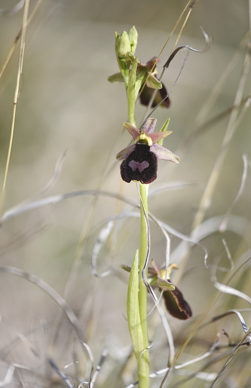 Orchidee Venete 2026 - 9