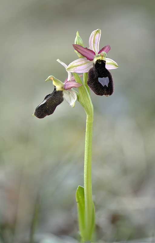 Orchidee Venete 2026 - 9