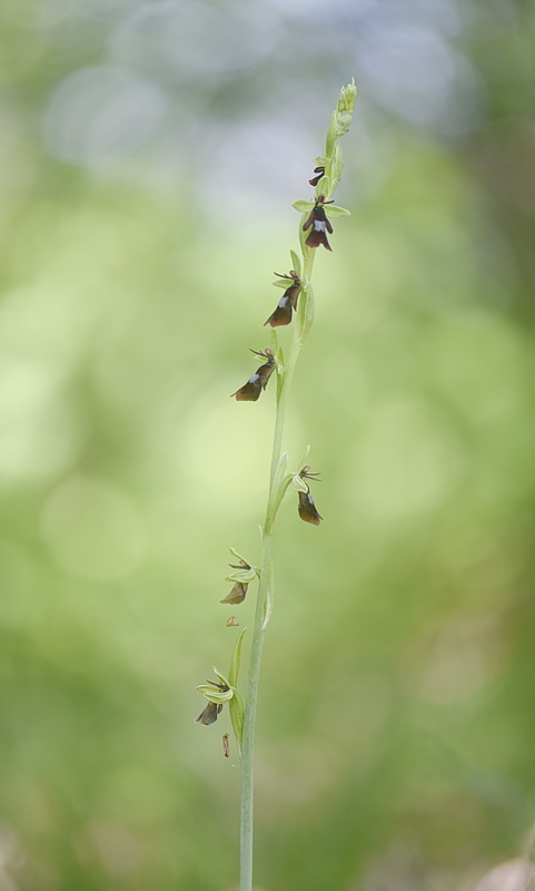 Orchidee Venete 2026 - 9
