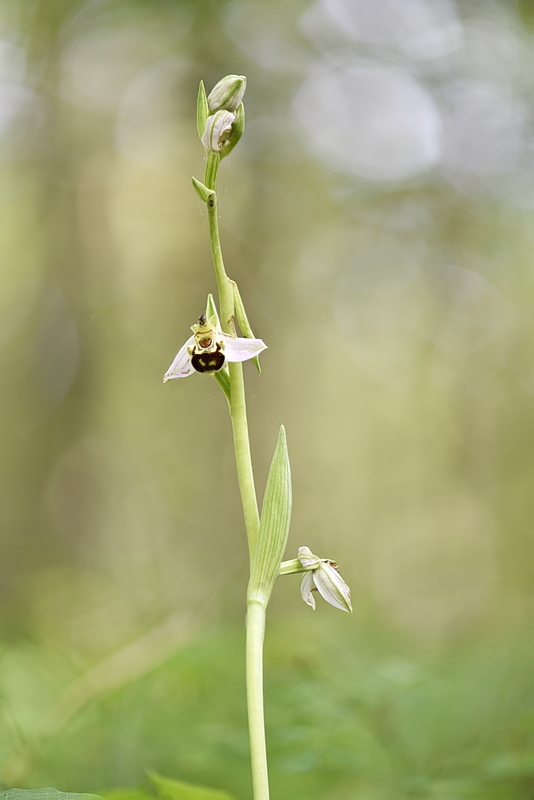 Orchidee Venete 2026 - 8