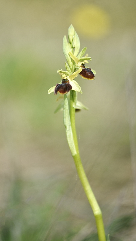 Orchidee Venete 2026 - 9