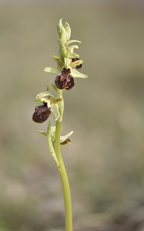 Orchidee Venete 2026 - 9