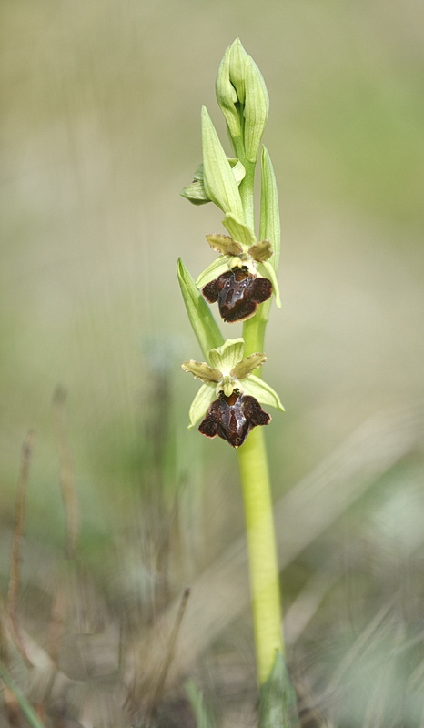 Orchidee Venete 2026 - 9
