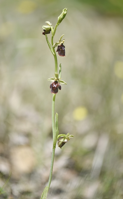 Orchidee Venete 2026 - 9