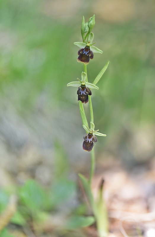 Orchidee Venete 2026 - 9