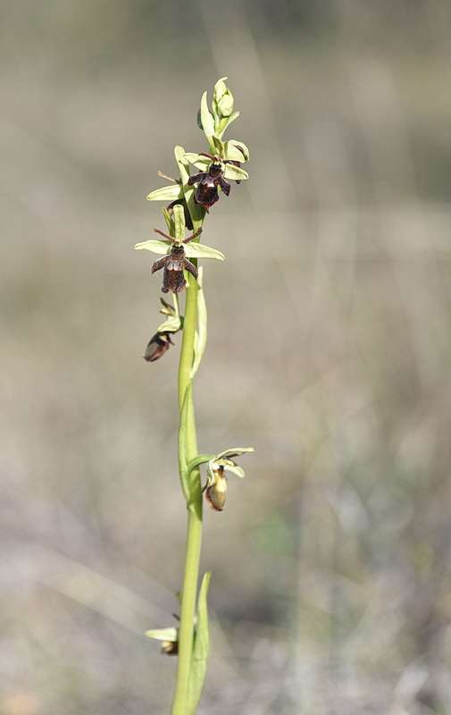 Orchidee Venete 2026 - 9