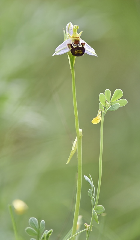 Orchidee Venete 2026 - 8