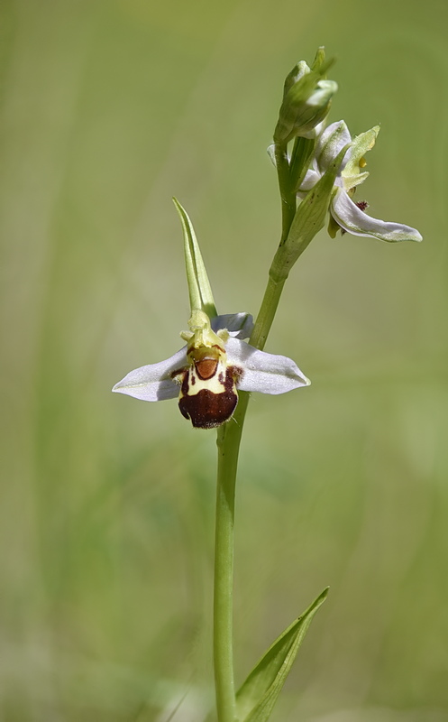 Orchidee Venete 2026 - 8
