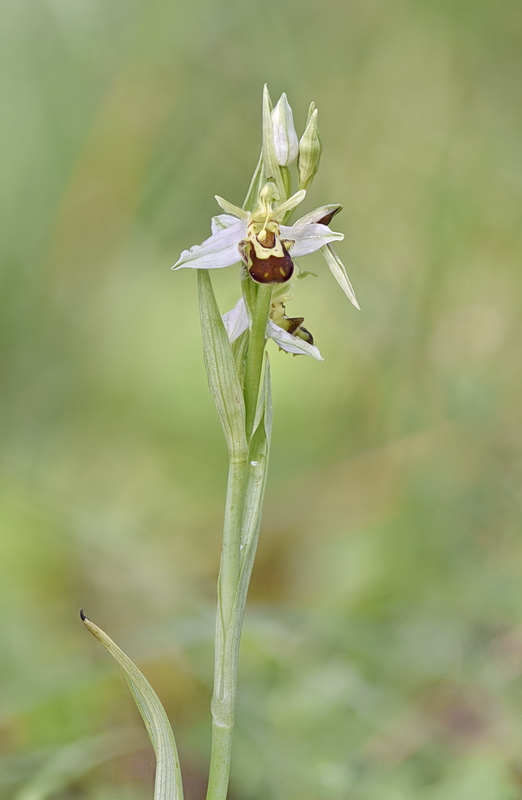 Orchidee Venete 2026 - 8
