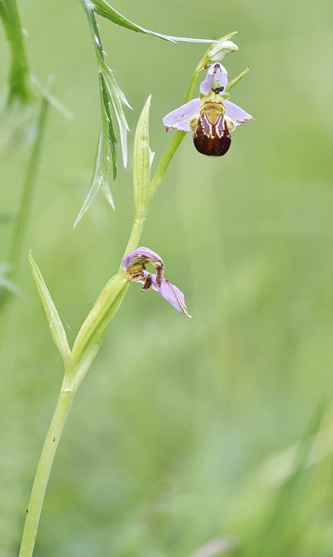 Orchidee Venete 2026 - 8