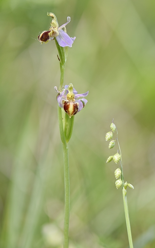 Orchidee Venete 2026 - 8