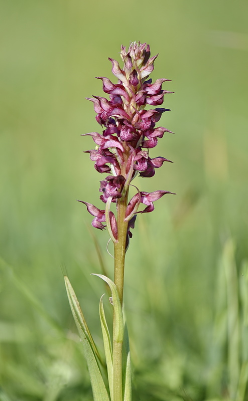 Orchidee Venete 2026 - 1