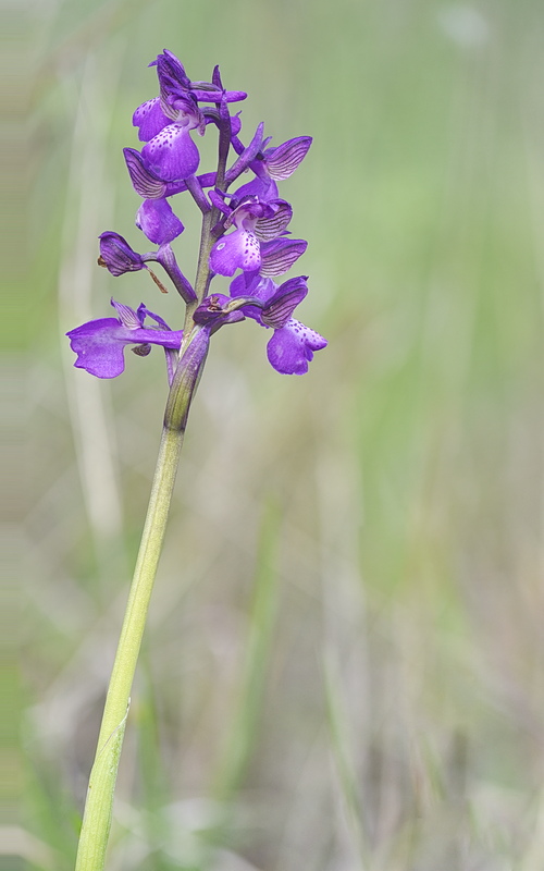 Orchidee Venete 2026 - 1