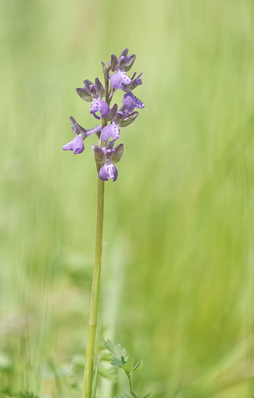 Orchidee Venete 2026 - 1