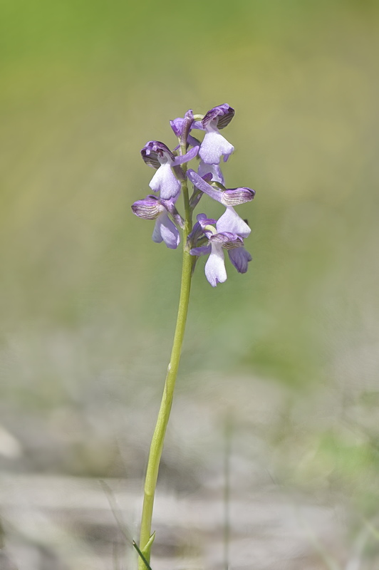 Orchidee Venete 2026 - 1