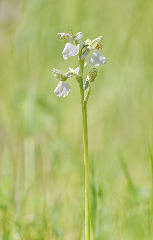 Orchidee Venete 2026 - 1