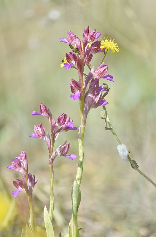 Orchidee Venete 2026 - 1